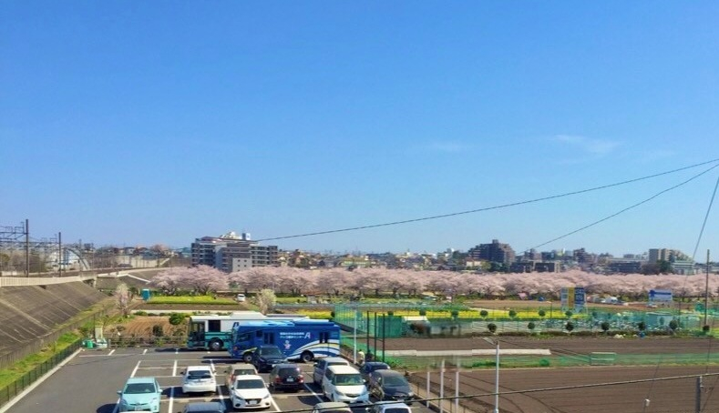 眺望（春には桜並木が綺麗に見えます）