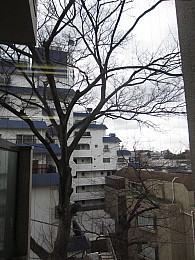 目の前には大きな欅の木があり夏には葉が生茂り自然のカーテンになります